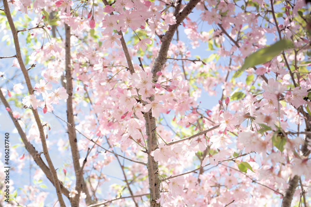 日本の桜 日本の桜