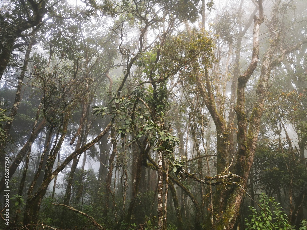 Naklejka premium Misty Forest in Nilgiri Mountains,Tamilnadu, India.