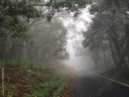 Amazing misty or foggy view of Kinnakorai forest, Nilgiri, Tamilnadu,India.