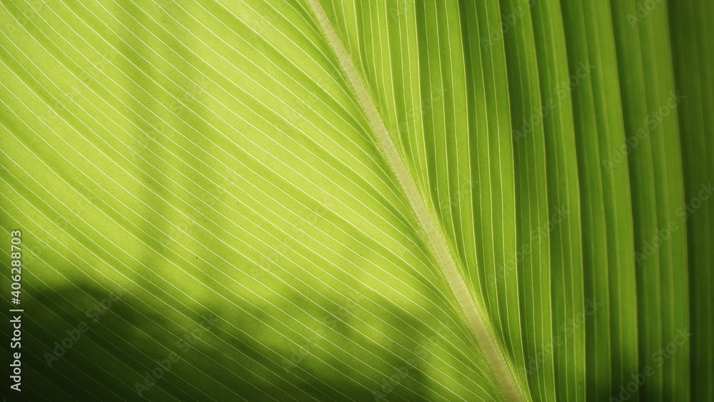 Closeup nature view of green leaf on blurred greenery background in garden with copy space using as background natural green plants landscape, ecology, fresh wallpaper concept Closeup nature view of green leaf on blurred greenery background in garden with copy space using as background natural green plants landscape, ecology, fresh wallpaper concept