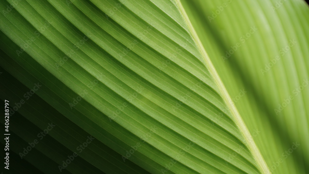 Closeup nature view of green leaf on blurred greenery background in garden with copy space using as background natural green plants landscape, ecology, fresh wallpaper concept Closeup nature view of green leaf on blurred greenery background in garden with copy space using as background natural green plants landscape, ecology, fresh wallpaper concept