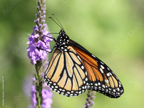 Monarch Butterfly on Wooly Verbena