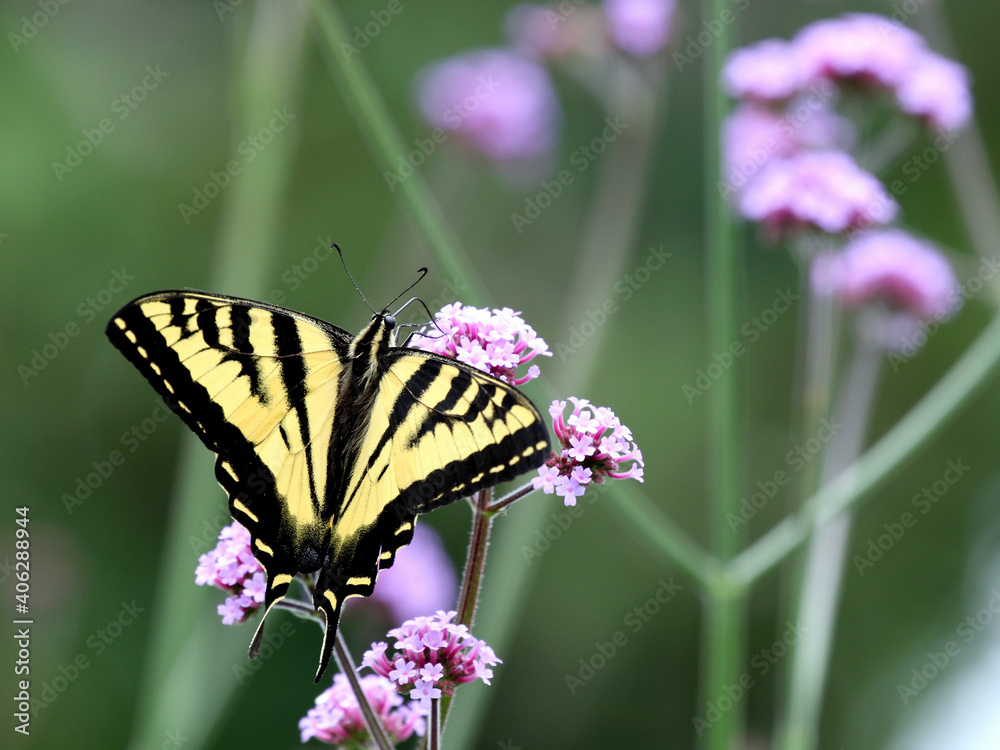 Western Tiger Swallowtail on Tall Verbena Western Tiger Swallowtail on Tall Verbena