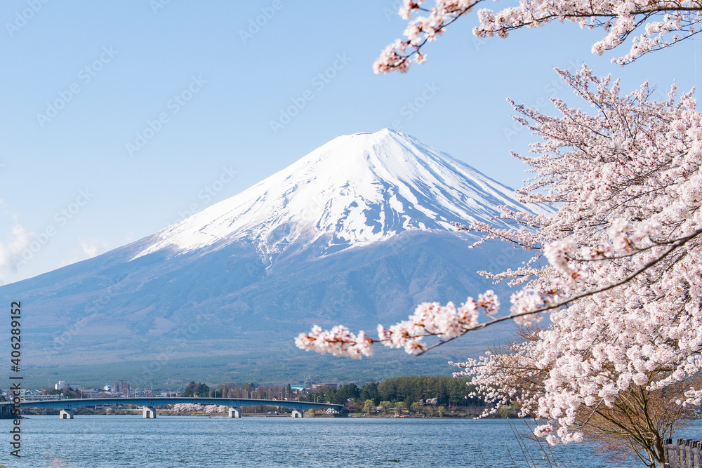 Fuji Mountain and Pink Sakura in Spring at Kawaguchiko Lake, Japan