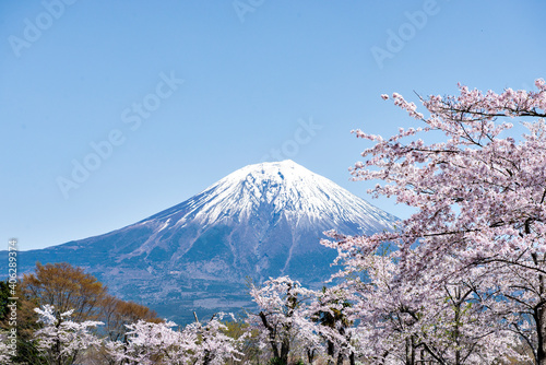 Fuji Mountain and Pink Sakura Trees in Spring at Tanukiko Lake  Shizuoka  Japan