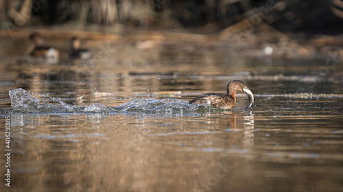Pie-billed Grebe eating a fish while swimming away