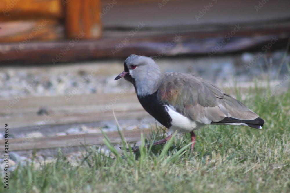 Bird Bird