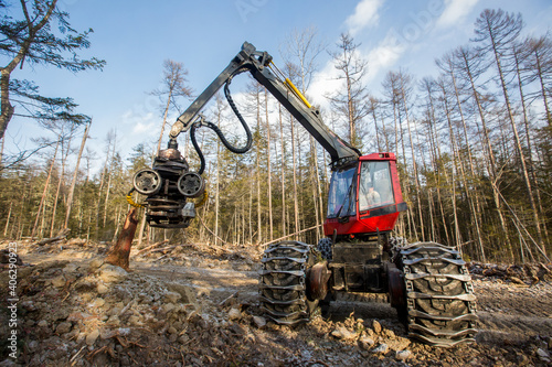 Deforestation. A modern red harvester cuts down conifers on a steep mountainside. Heavy logging equipment works in the taiga in winter.