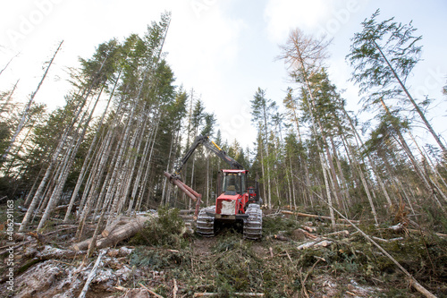 Wallpaper Mural Deforestation. A modern red harvester cuts down conifers on a steep mountainside. Heavy logging equipment works in the taiga in winter. Torontodigital.ca