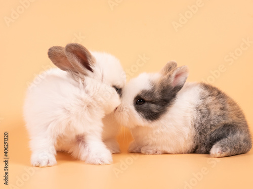 Two adorable white rabbits sitting on a yellow background. Two lovely rabbit sitting together © natsarun