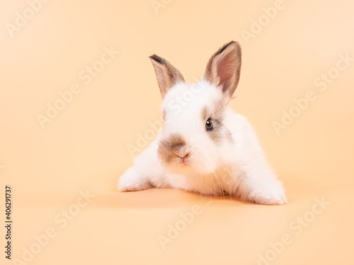 White adorable baby rabbit on yellow background. Cute baby rabbit.
