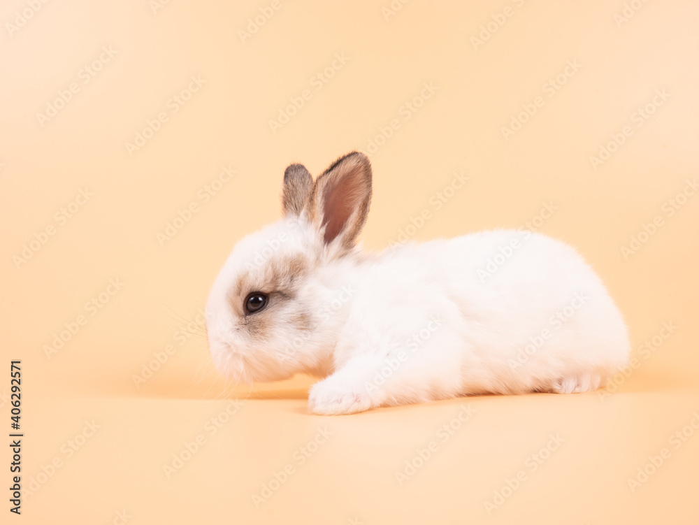 White adorable baby rabbit on yellow background. Cute baby rabbit.