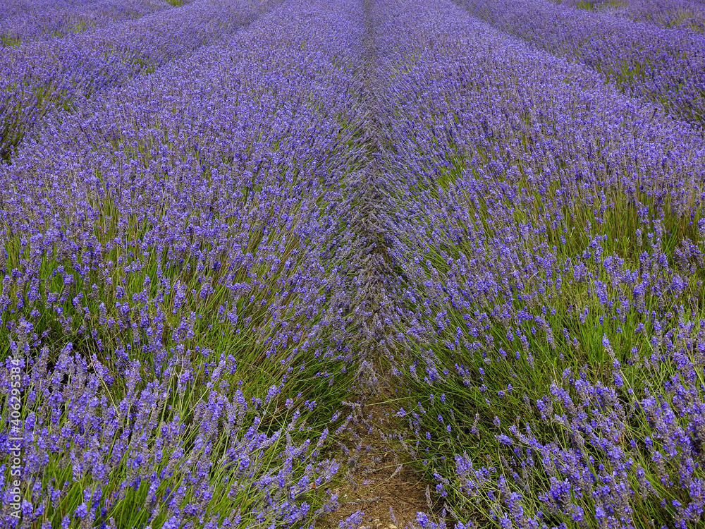 Obraz premium Rows of lavender in full bloom near Letchworth, UK
