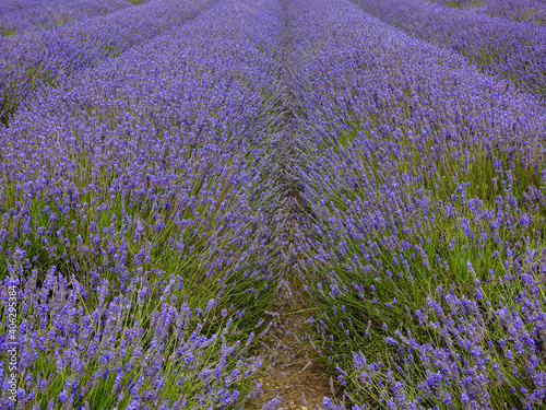 Rows of lavender in full bloom near Letchworth, UK