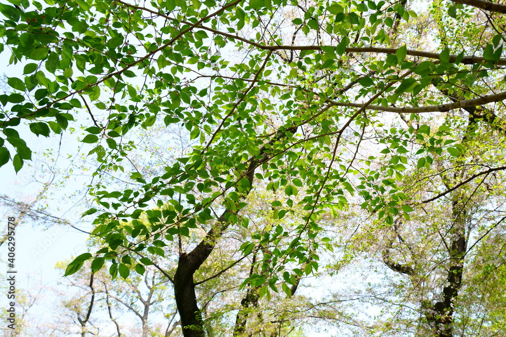 春の初々しい桜の若葉