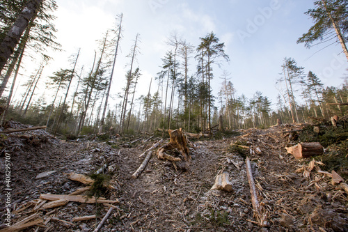 Logging site in the winter taiga. Steep slope of a cleared area in a coniferous forest. photo