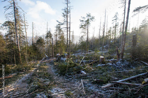 Logging site in the winter taiga. Steep slope of a cleared area in a coniferous forest. photo