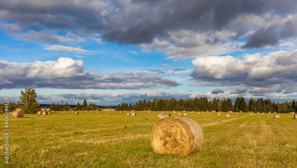 Field with mown grass and hay rolls on the background of the forest and the sky with clouds in summer