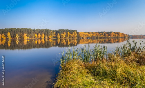 Autumn landscape with pines and yellow birches and the surface of the pond water against the blue sky