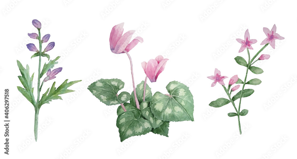 Watercolor hand drawn illustration of pink violet purple cyclamen wild flowers. Forest wood woodland nature plant, realistic design leaves petals. For wedding cards, invitation, design textile.