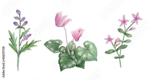 Watercolor hand drawn illustration of pink violet purple cyclamen wild flowers. Forest wood woodland nature plant, realistic design leaves petals. For wedding cards, invitation, design textile.