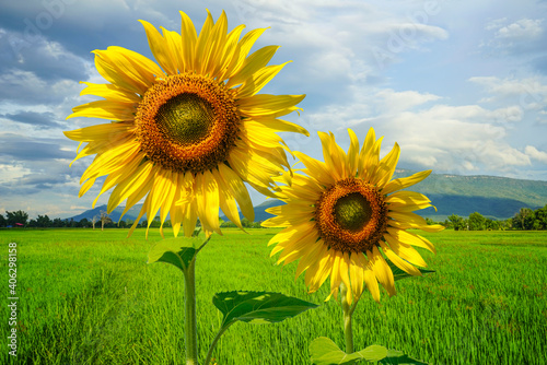 Flowering sunflower in the field. Sunflowers have abundant health benefits. Sunflower oil improves skin health and promote cell regeneration.