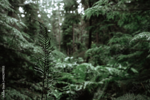 Old rainy forest with small plant