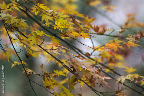 autumn leaves in the forest © osamu sakairi
