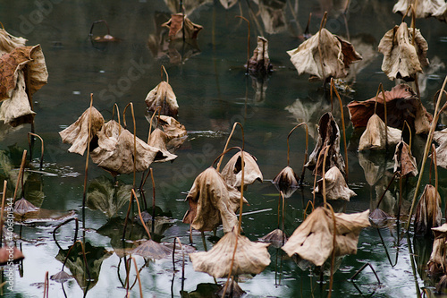 withered lotus