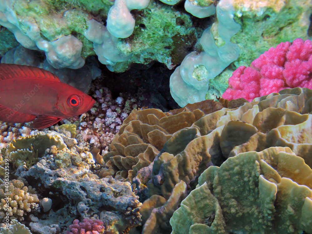 Fototapeta premium underwater coral reef landscape background in the deep blue ocean with colorful fish and marine life