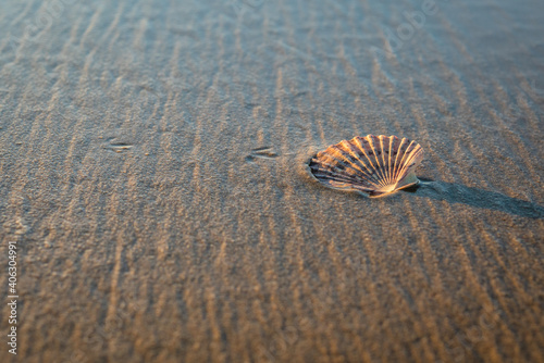 Tranquil abstract background, seashell on the beach at sunset