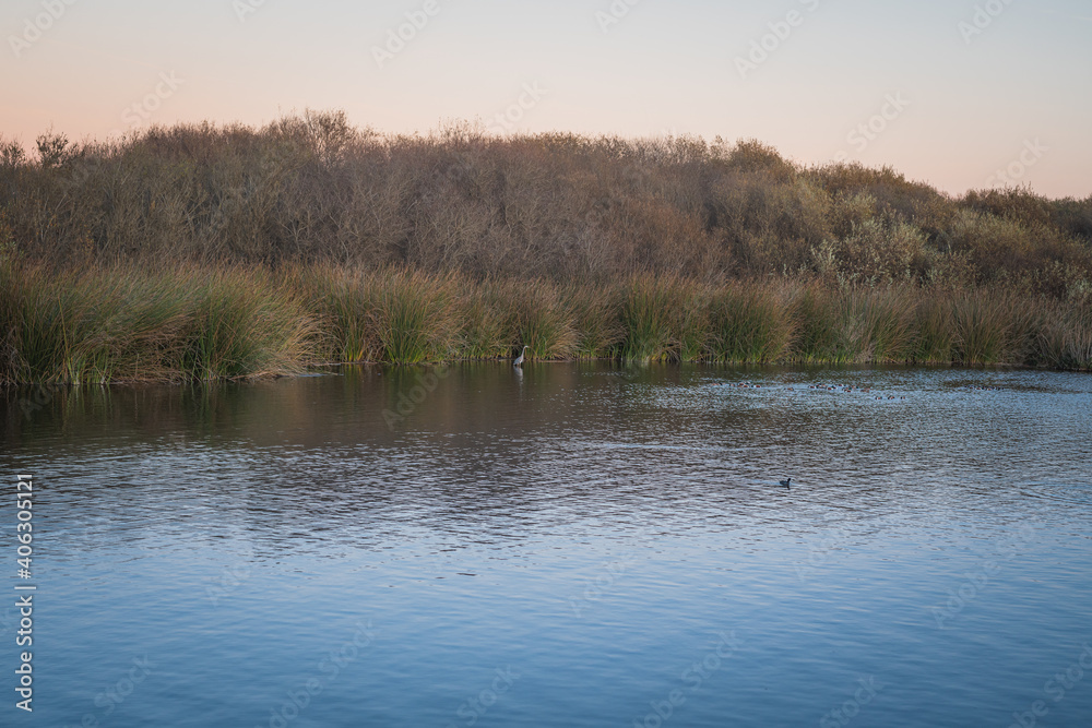 Oso Flaco Lake at sunset, and birds. Oso Flaco is a freshwater lake, and it is a refuge for local and migrating birds