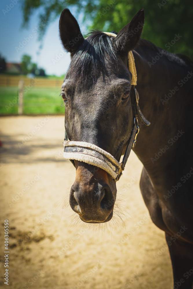 Kopf eines braun schwarzen Pony im Portrait Kopf eines braun schwarzen Pony im Portrait
