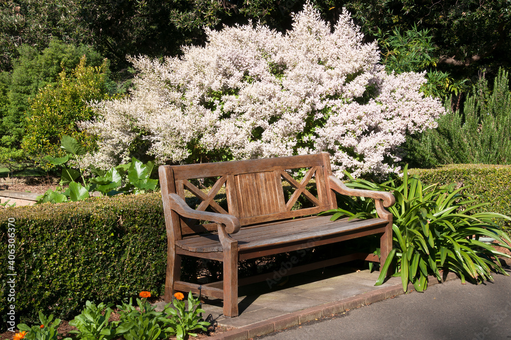 Obraz premium Sydney Australia, wooden garden seat in garden with flowering tetradenia riparia or misty plume bush