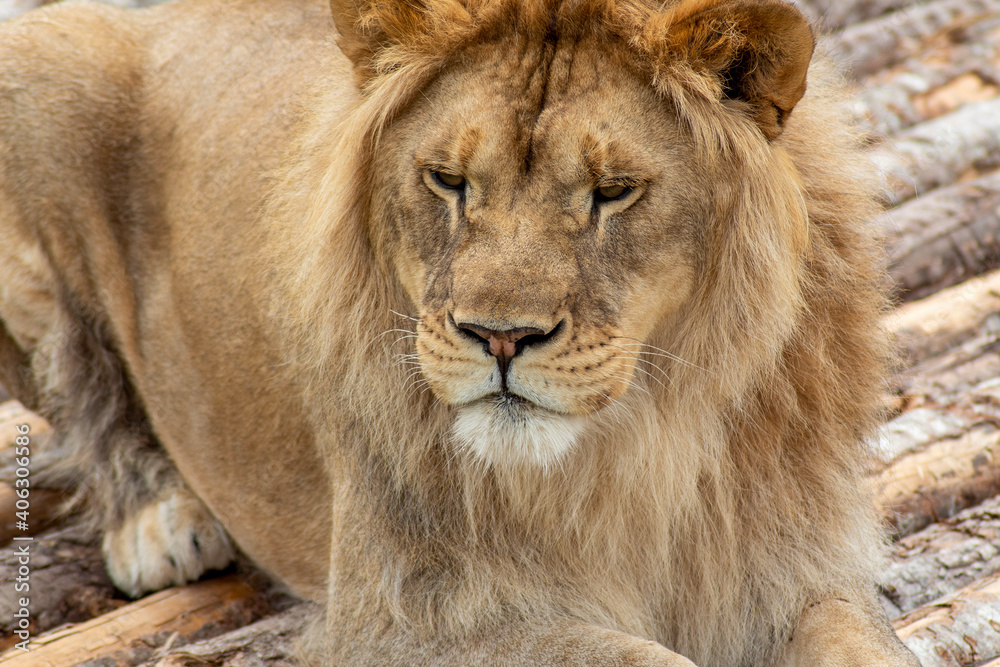 Portrait of a lion