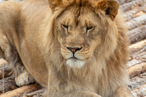 Portrait of a lion