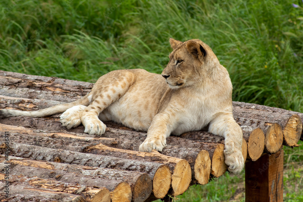 Fototapeta premium Lioness