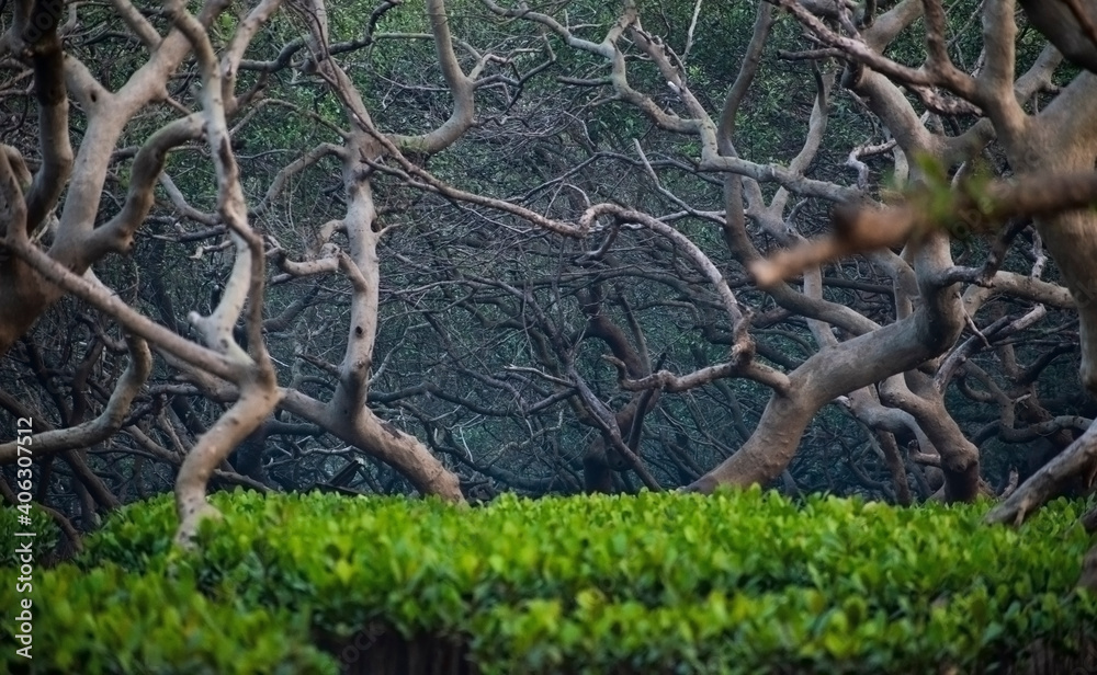 deciduous mangrove forest with greenery and marshy land at Gorai ,Mumbai,Maharashtra deciduous mangrove forest with greenery and marshy land at Gorai ,Mumbai,Maharashtra