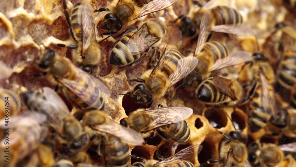 A honey bee colony, a honeycomb close up, beehive and beekeeping. Honey, beeswax, propolis, nectar, flower pollen and royal jelly A honey bee colony, a honeycomb close up, beehive and beekeeping. Honey, beeswax, propolis, nectar, flower pollen and royal jelly