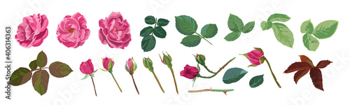 Rose flower element, petals and buds with leaves