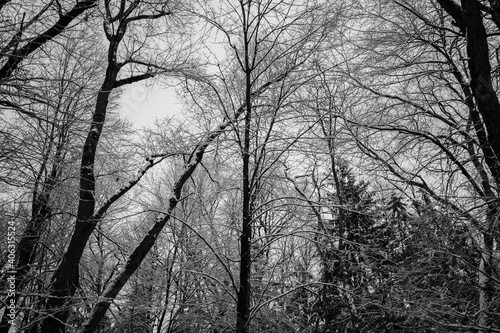 Winter forest in snow in Michigan. Lillian Anderson Arboretum in Kalamazoo. Black and white.