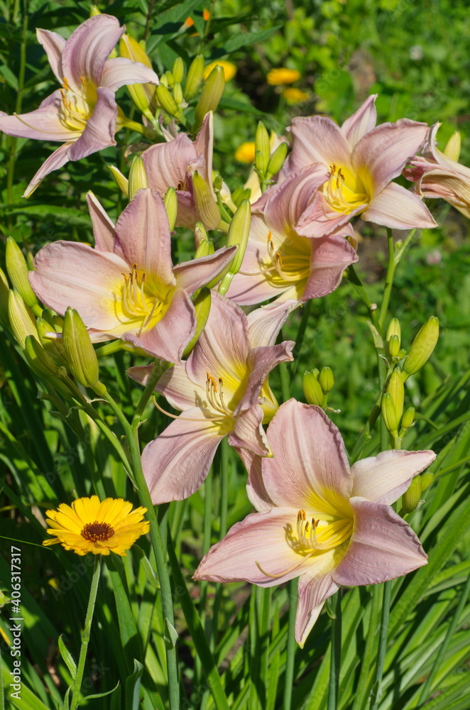 Pink daylily (lat. Hemerocallis Lady Liz) blooms on a flower bed in the garden