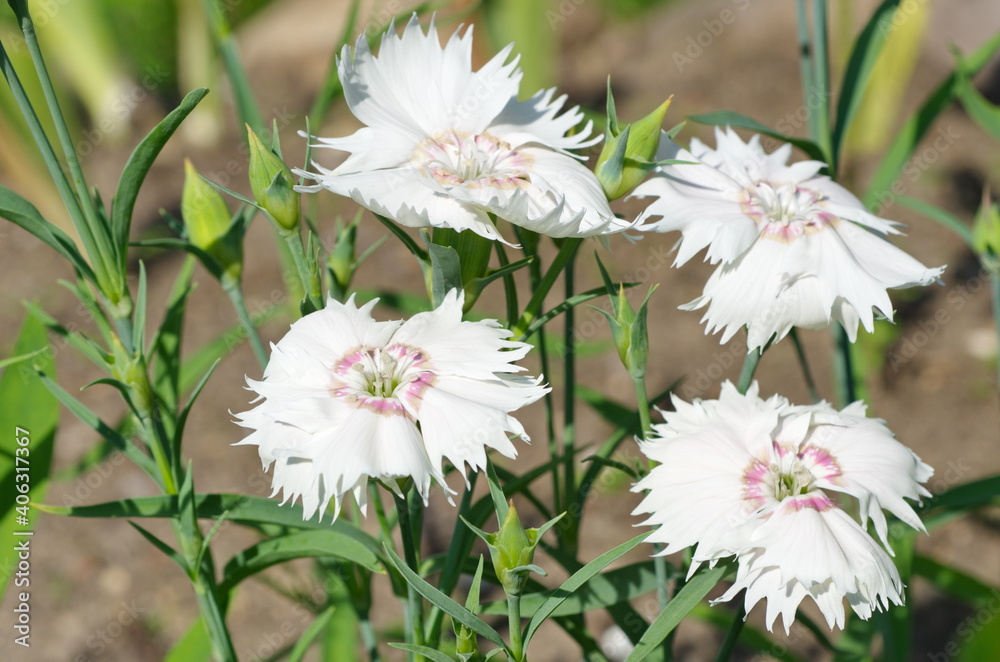 Obraz premium White Chinese carnation (lat. Dianthus chinensis) blooms in the garden