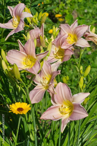 Pink daylily (lat. Hemerocallis Lady Liz) blooms on a flower bed in the garden