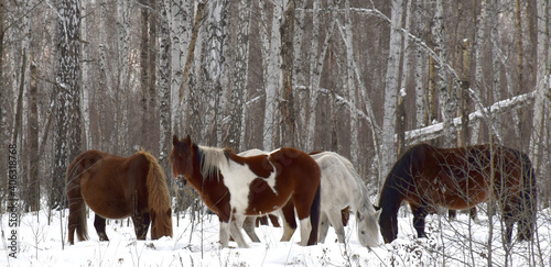a herd of horses of different colors graze in the winter forest, looking for grass under the snow