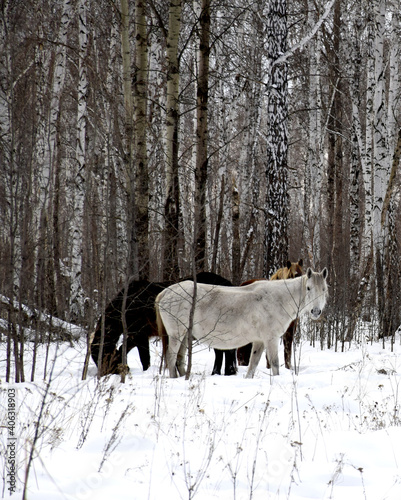 a herd of horses of different colors graze in the winter forest, looking for grass under the snow