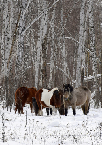 a herd of horses of different colors graze in the winter forest, looking for grass under the snow