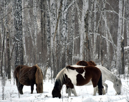 a herd of horses of different colors graze in the winter forest, looking for grass under the snow