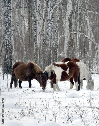 a herd of horses of different colors graze in the winter forest, looking for grass under the snow