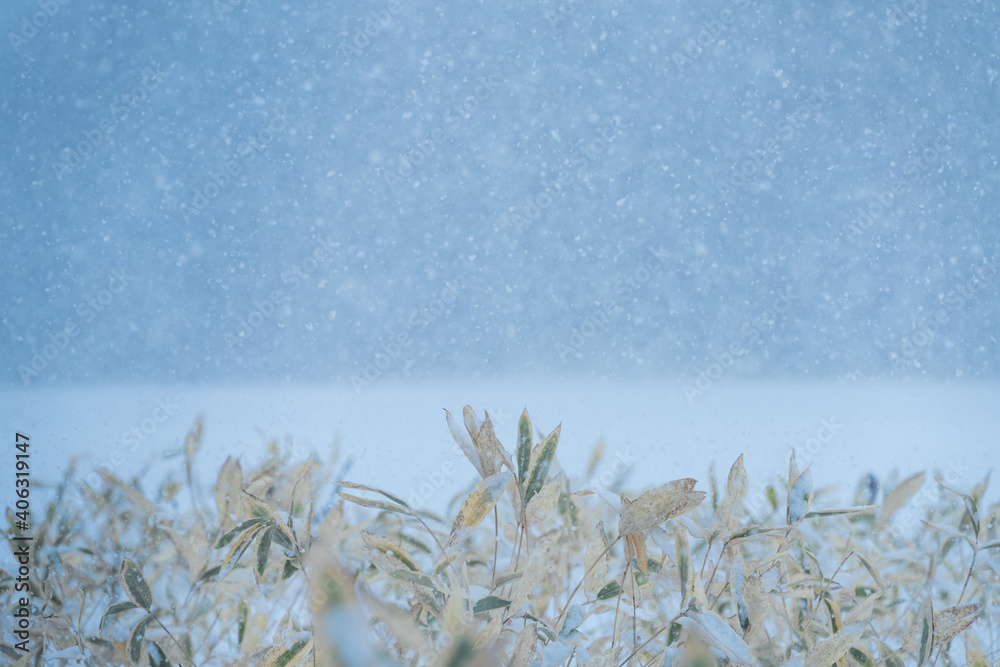 withered reeds in the snowfall in Hokkaido Japan